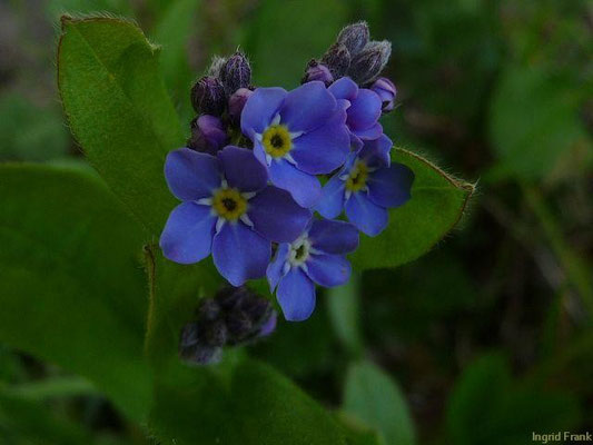 24.04.2010-Myosotis sylvatica - Wald-Vergißmeinnicht