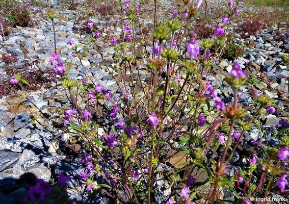 Galeobdolon angustifolia / Schmalblättriger Hohlzahn    VI-X