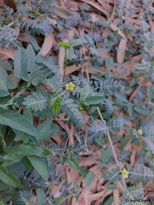 Tribulus terrestris / Erd-Burzeldorn