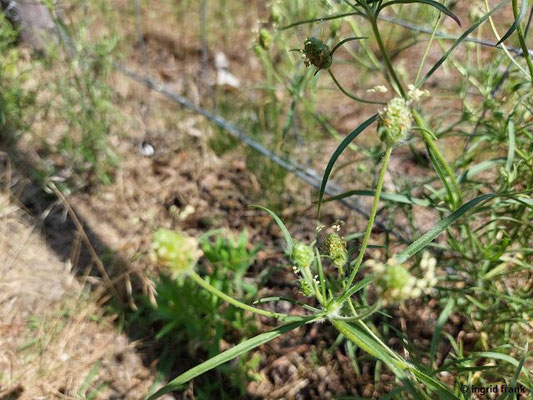 Plantago arenaria / Sand-Wegerich