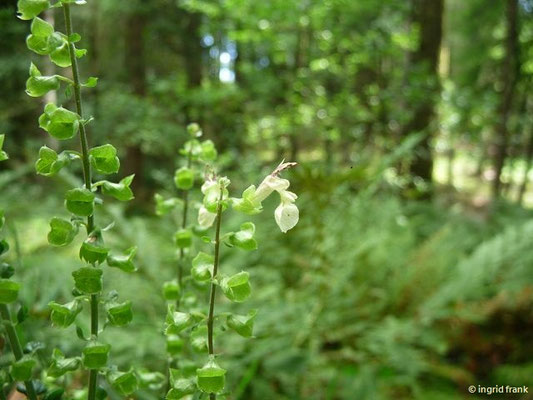 Teucrium scorodonia / Salbei-Gamander; Neophyt im temperaten Ostamerika