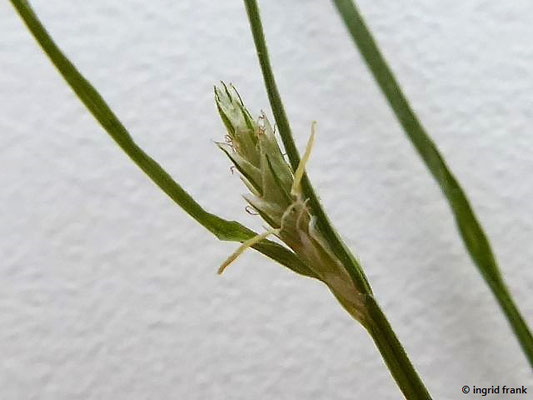 Carex remota / Winkel-Segge    (02.06.2019; Weissenbronnen, Elfenweiher oder Süh, Altdorfer Wald)