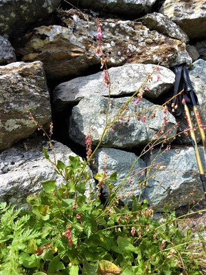 Rumex scutatus / Schild-Ampfer    (02.09.2019; Wallis)