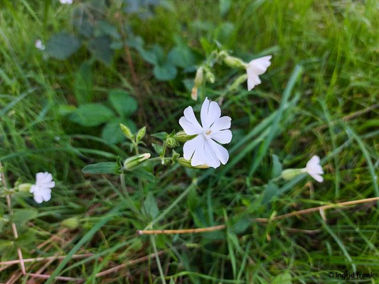 Silene latifolia ssp. alba - Weiße Lichtnelke, Weiße Nachtnelke
