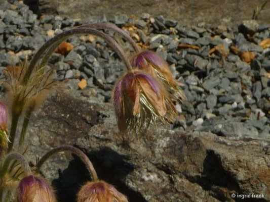 Pulsatilla vernalis / Frühlings-Küchenschelle (Botanischer Garten Adorf im Vogtland)    IV-VI