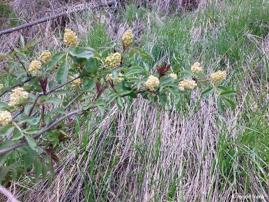 Sambucus racemosa / Roter Holunder, Berg-Holunder (13.05.2026; Trentino, Valsugana)