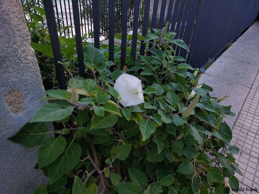 Datura wrightii / Wrights Stechapfel  (03.10.2025; Cefalú)