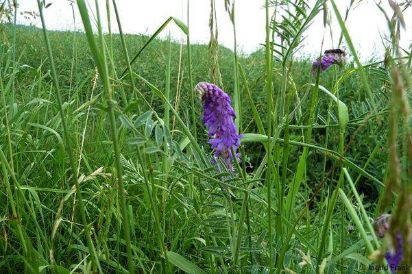 FÜR VIEH GIFTIG:  Vogel-Wicke / Vicia cracca    (13.06.2010)