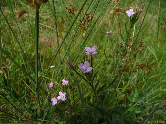 Epilobium parviflorum / Kleinblütiges Weidenröschen    VI-IX