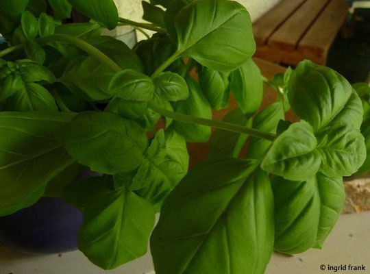 07.09.2011; Küchenkraut im eigenen Haushalt