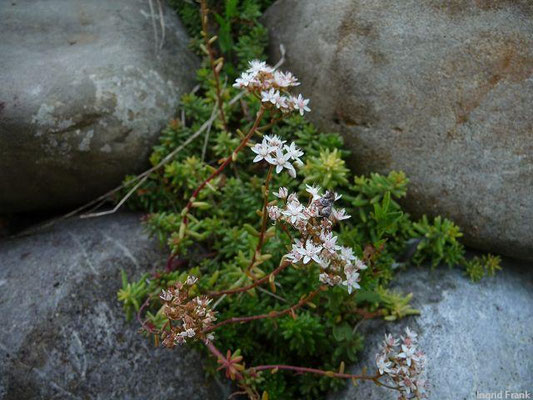 Sedum album / Weiße Fetthenne