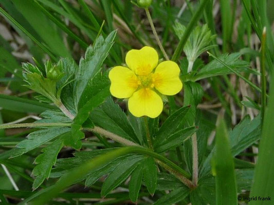 Potentilla erecta / Blutwurz