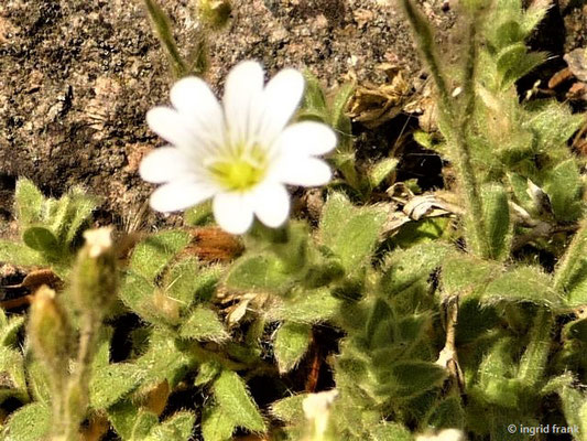 Cerastium alpinum / Alpen-Hornkraut (Botanischer Garten Leipzig)