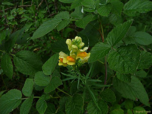 Linaria vulgaris / Gewöhnliches Leinkraut  (Baden-Württemberg?)