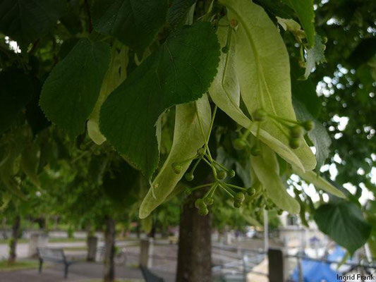 Tilia cordata - Linde