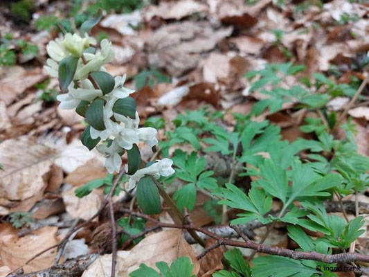 10.03.2024, Waldweg bei Heiligenberg: Corydalis cava / Hohler Lerchensporn