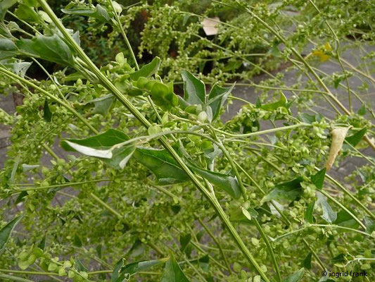 Atriplex sagittata / Glänzende Melde (Botanischer Garten Universität Heidelberg)    VII-IX