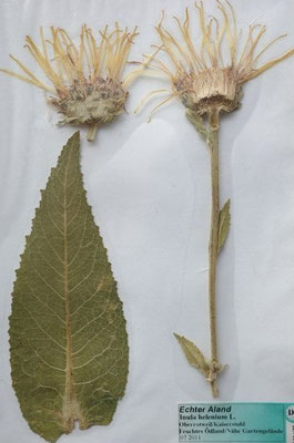 Inula helenium / Echter Alant  (07/2011; Oberrotweil)  (Herbarium Dr. Wolf v. Thun)
