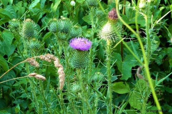Cirsium vulgare / Gewöhnliche Kratzdistel   (16.07.2010; Mariathal)