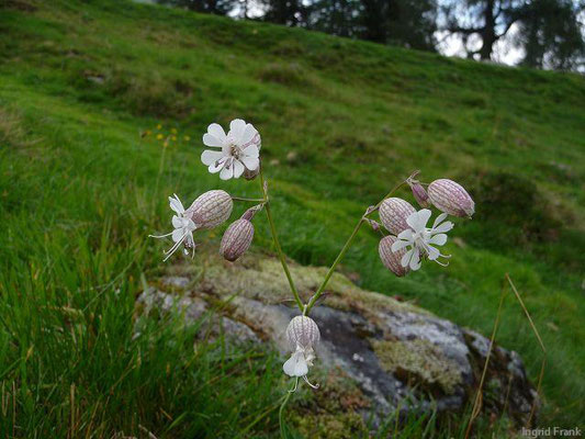 Silene vulgaris / Gewöhnliches Leimkraut, Taubenkropf-Leimkraut    VI-IX