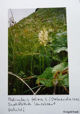 Pedicularis foliosa / Reichblättriges Läusekraut    VI-VIII