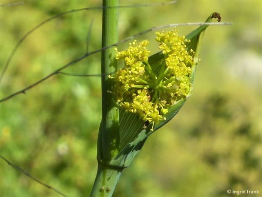 Ferula linkii - Link-Rutenkraut (Kanaren-Endemit)