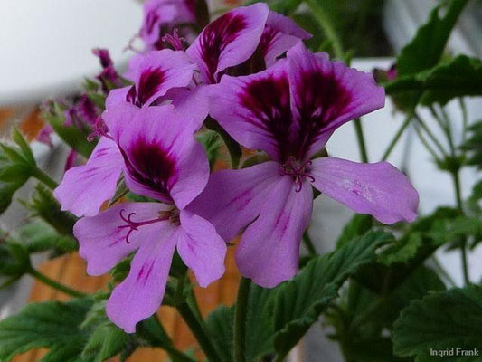 Duftpelargonie