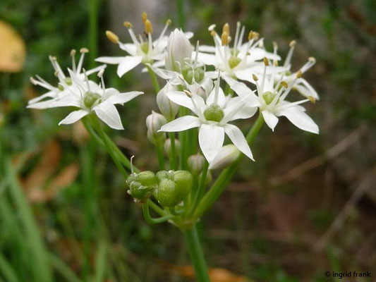 Allium tuberosum / Schnittknoblauch, Chinesischer Schnittlauch    VIII-IX