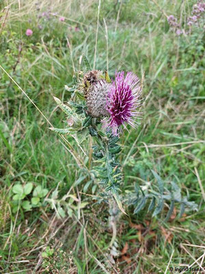 Cirsium eriophorum / Wollkopf-Kratzdistel   (08.08.2023; auf dem Beutenlay bei Münsingen)