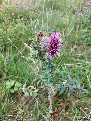 Cirsium eriophorum / Wollkopf-Kratzdistel   (08.08.2023; auf dem Beutenlay bei Münsingen)