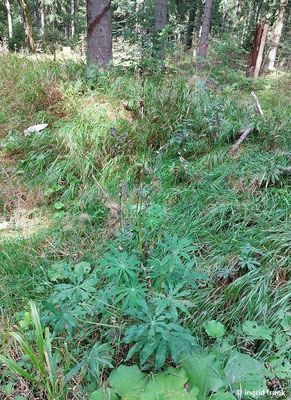 Lupinus polyphyllus / Vielblättrige Lupine