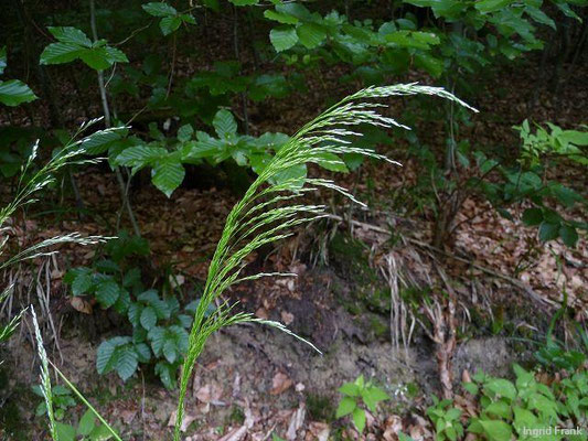 Deschampsia cespitosa - Rasen-Schmiele