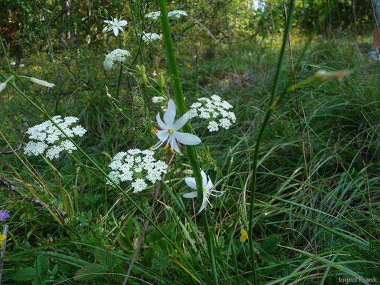 Anthericum ramosum - Ästige Graslilie  (20.08.2011; nahe Laibfelsen bei Fridingen)    