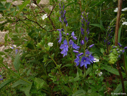 Veronica teucrium / Großer Ehrenpreis