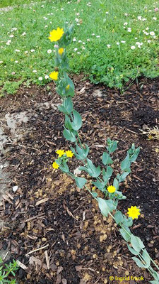 Blackstonia perfoliata / Durchwachsener Bitterling (16.06.2025; Botanischer Garten der Universität Tübingen)