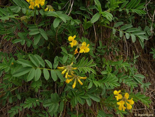 Hippocrepis comosa / Hufeisenklee    V-VII