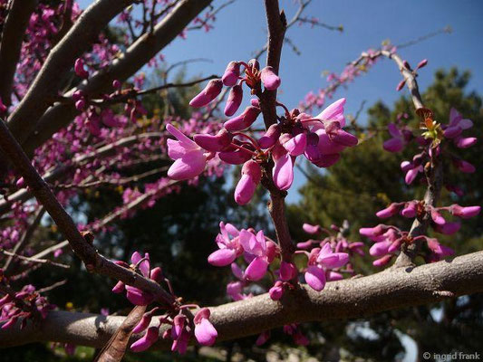 Cercis siliquastrum / Judasbaum (verwilderte Zierpflanze)