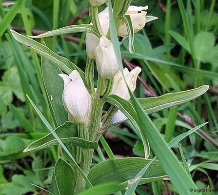 Cephalanthera damasonium / Weißes Waldvögelein  (03.06.2025; NSG Haarberg-Wasserberg, Landkreis Göppingen)