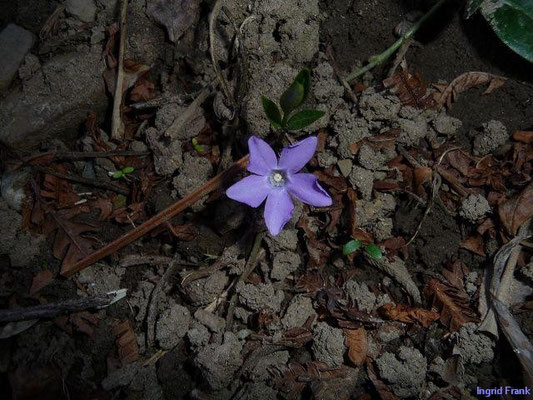 02.04.2011-Vinca minor - Kleines Immergrün