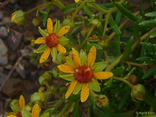 Saxifraga aizoides / Fetthennen-Steinbrech 