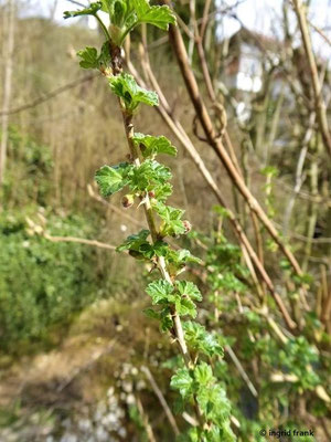 09.04.2021 - An der Zwiefalter Ach bei Gossenzugen