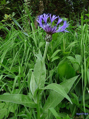 Cyanus segetum / Kornblume