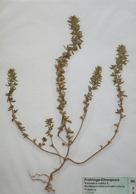 Veronica verna / Frühlings-Eherenpreis    IV-V    (Herbarium Dr. Wolf von Thun)