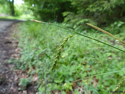 Carex sylvatica / Wald-Segge    (01.06.2019; Lochmoos, Altdorfer Wald)