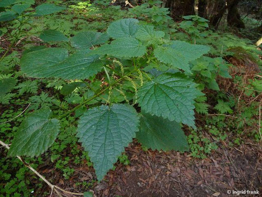 Urtica morifolia / Maulbeerblättrige Brennnessel    IV-VII