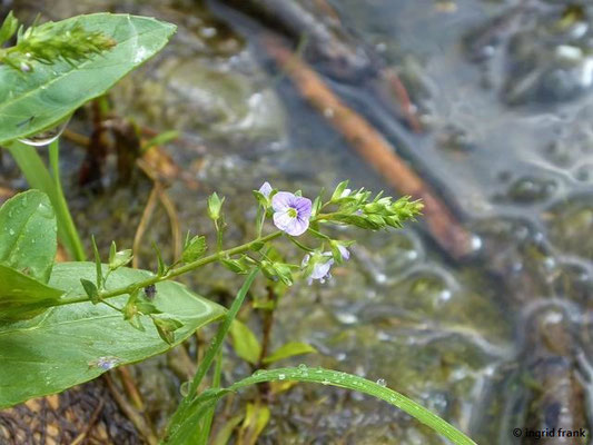 Veronica anagallis-aquatica / Blauer Wasser-Ehrenpreis    V-X