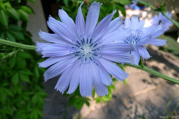 Cichorium endivia / Endiviensalat, Zuckerhut