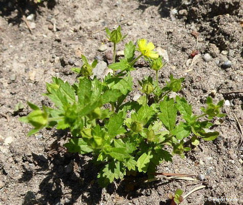 Potentilla norvegica / Norwegisches Fingerkraut  (20.06.2022; Botanischer Garten der Universität Konstanz)