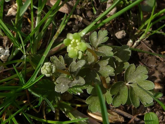 Adoxa moschatellina / Moschuskraut