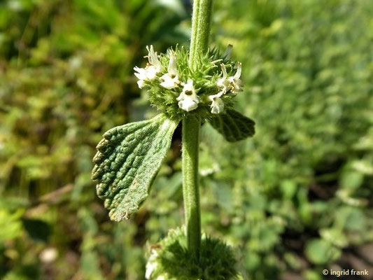 Marrubium vulgare / Gewöhnlicher Andorn (03.07.2021; Kloster Inzigkofen, Kräutergarten)